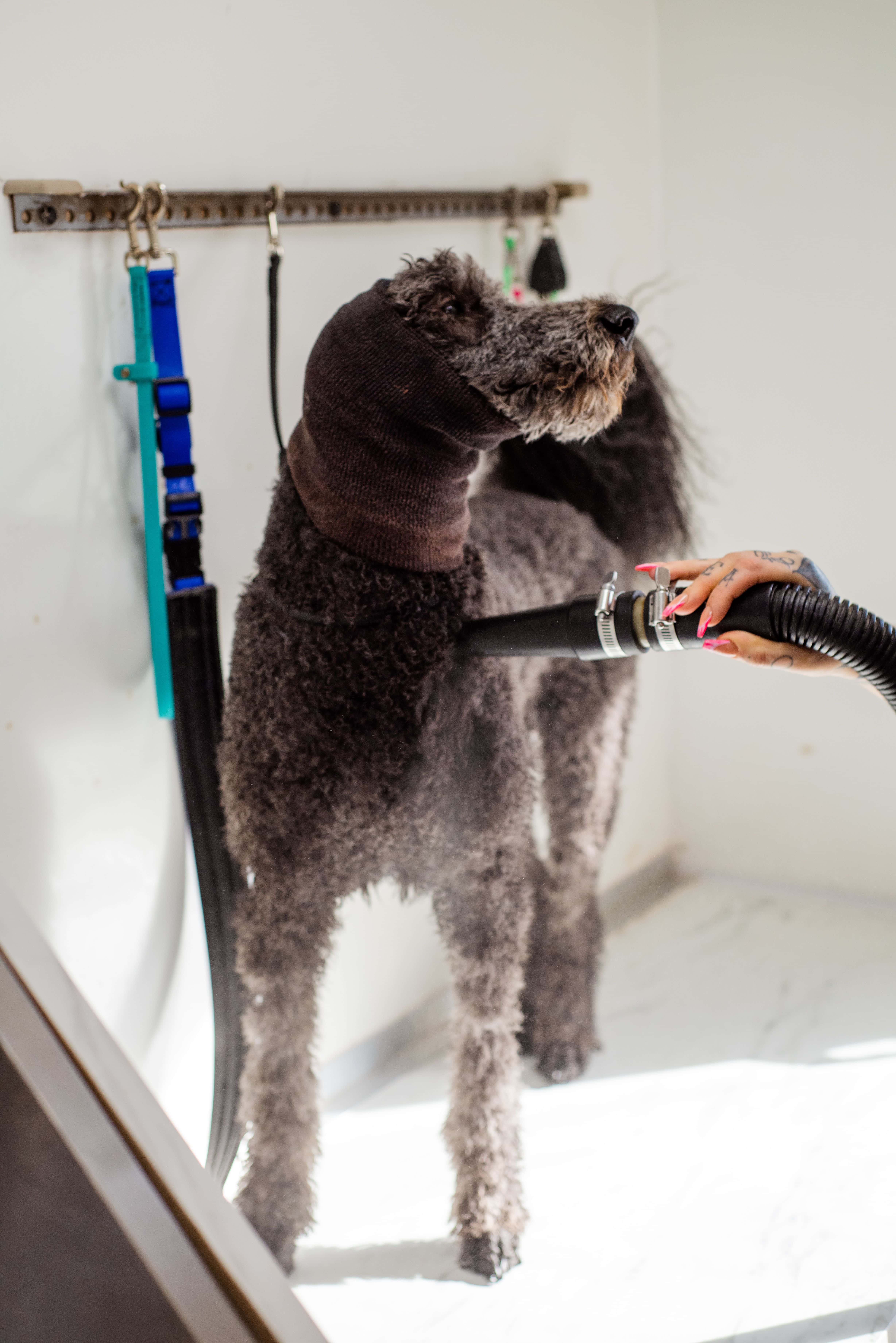 Pawfect galerij