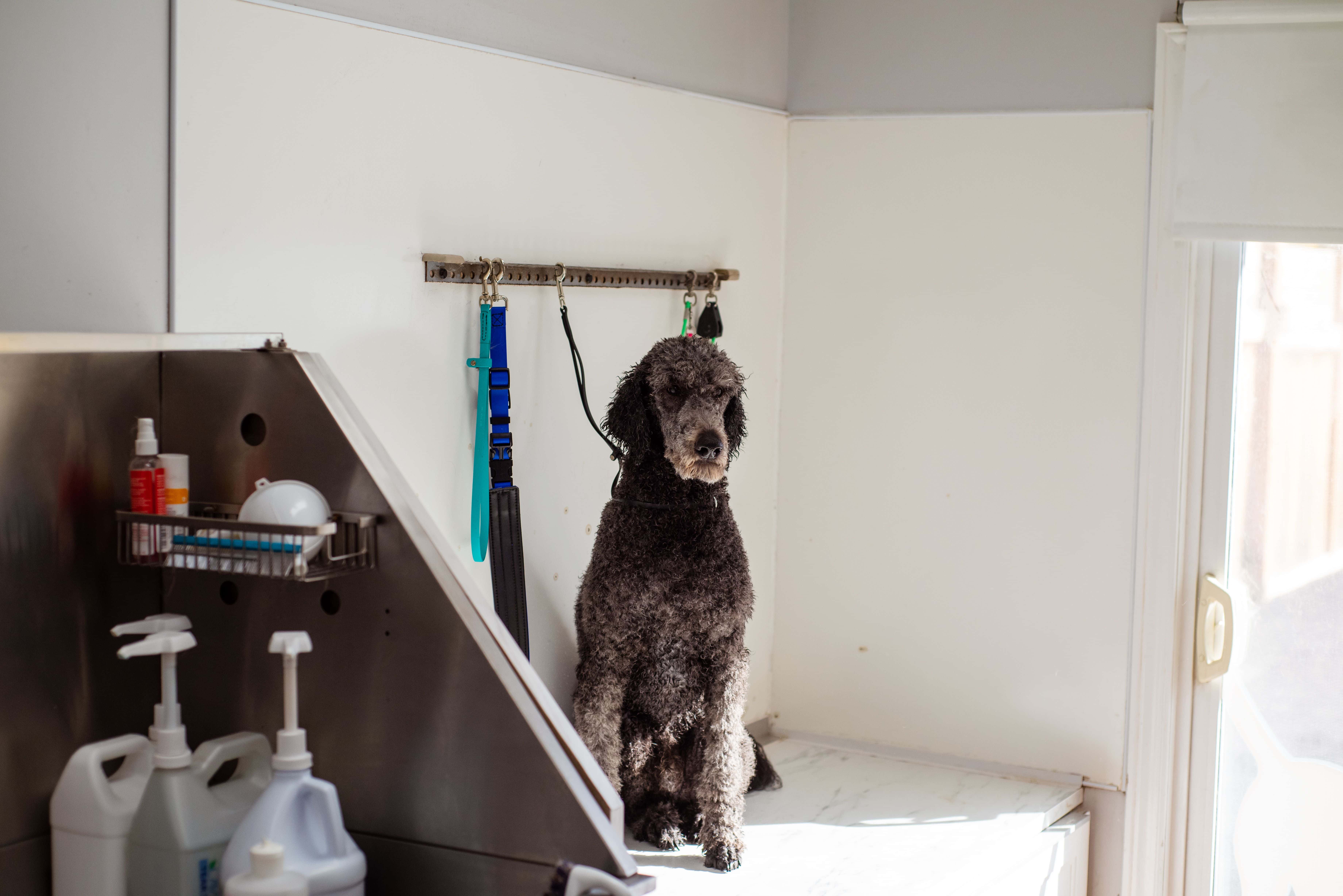Pawfect galerij