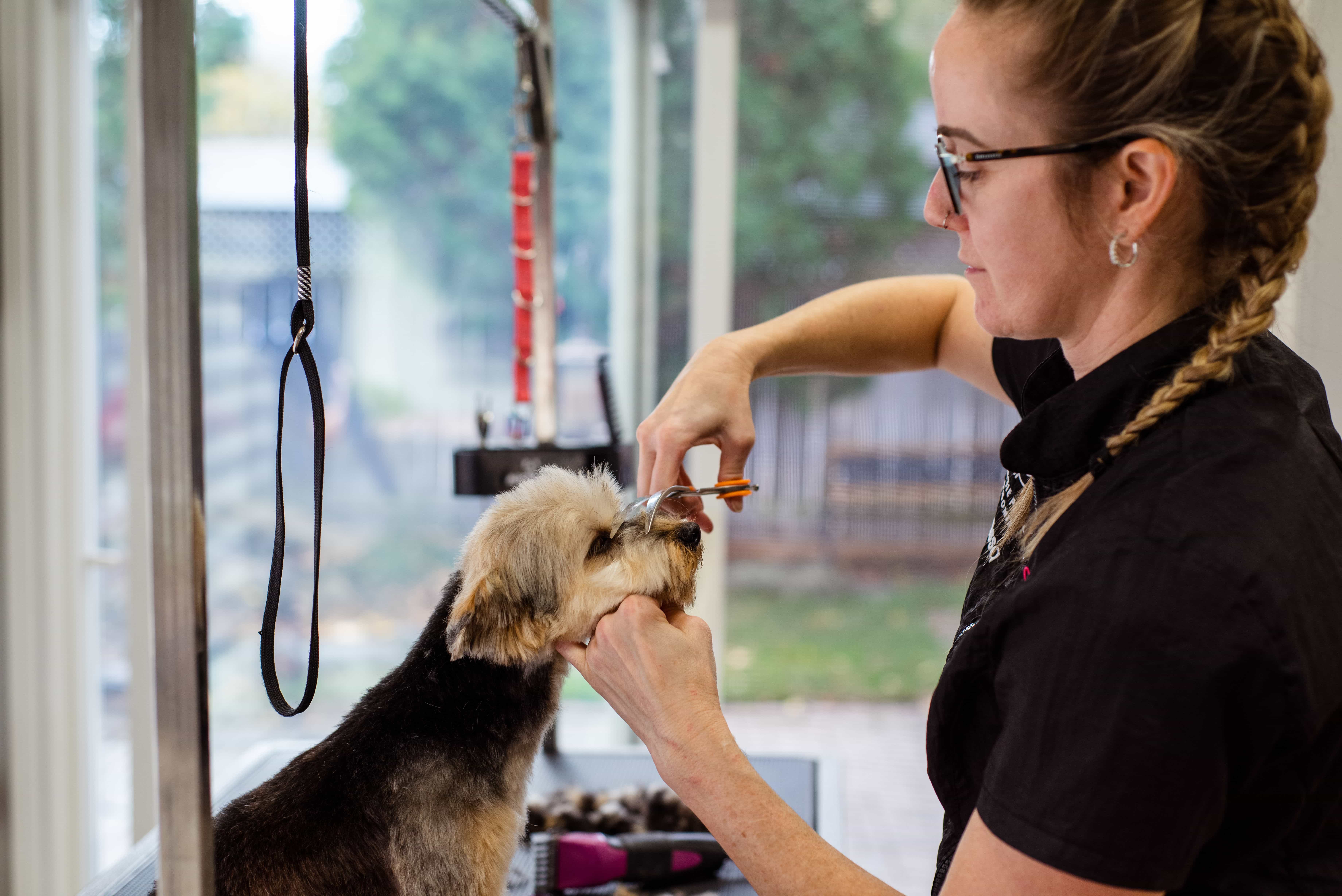 Pawfect galerij